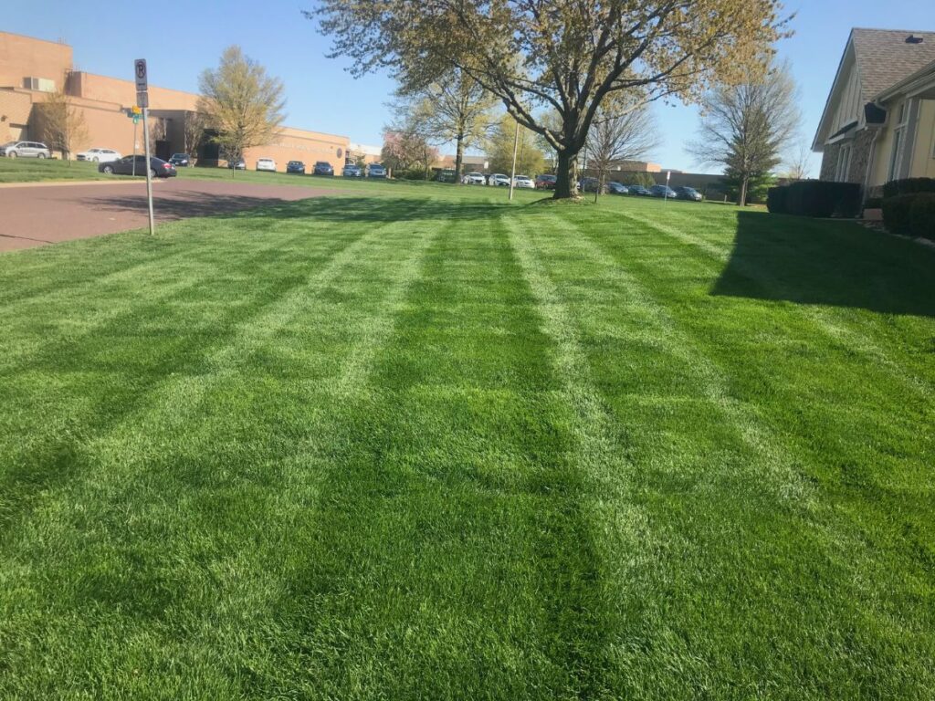 A large expanse of green grass.