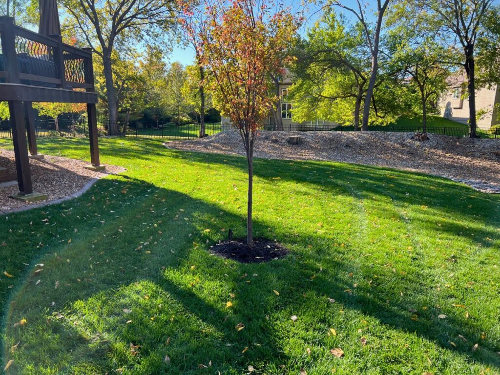 A young tree showing fall colors in the middle of a green lawn.
