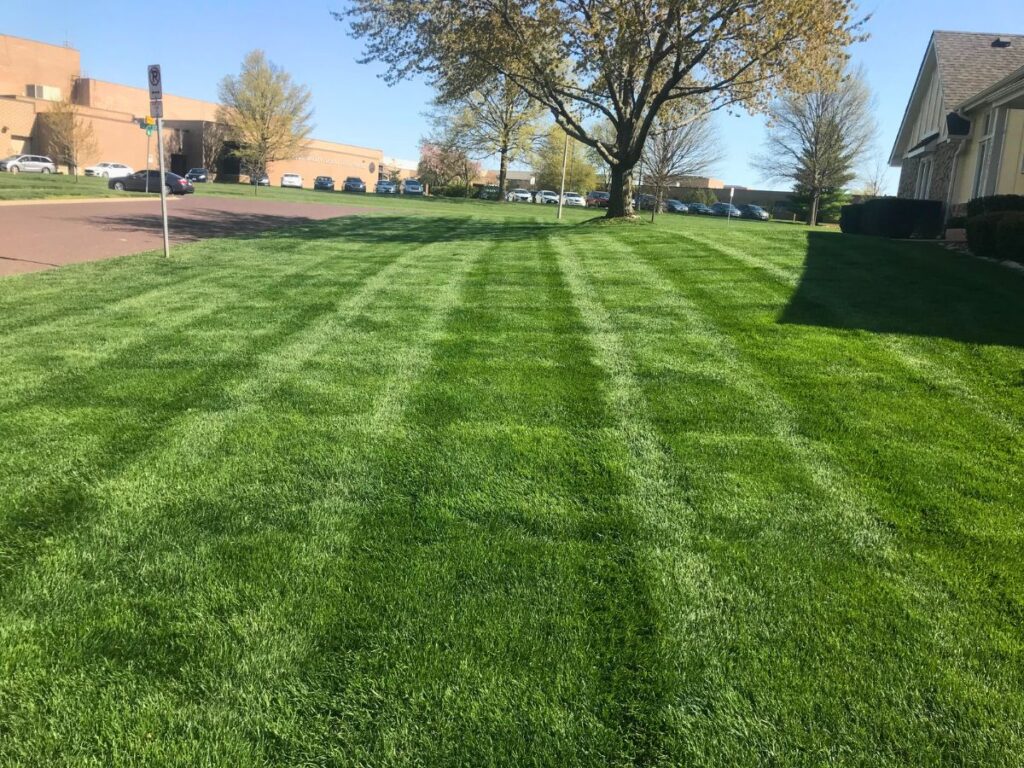 A stretch of green grass.