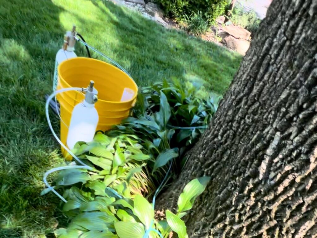 A bucket of liquid sitting by the base of a large tree trunk.