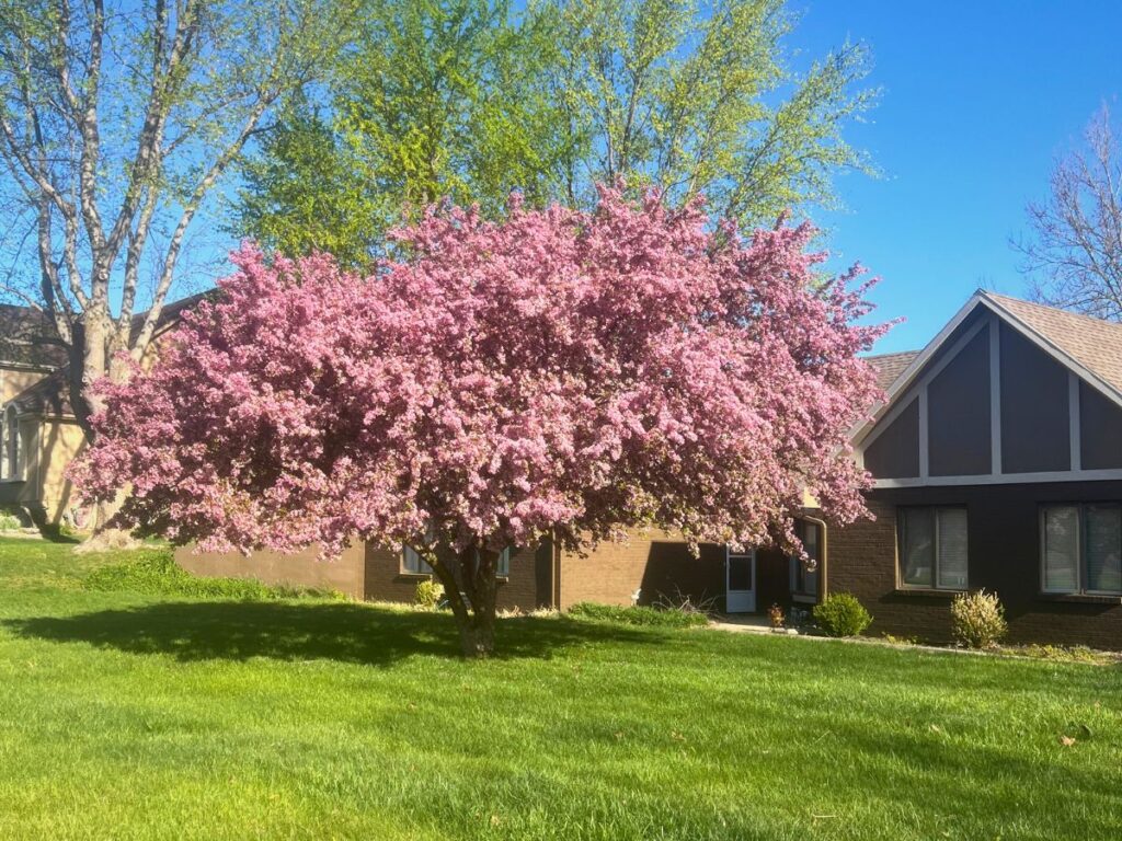 A flowering tree filled with pink buds in front of a ranch-style home.