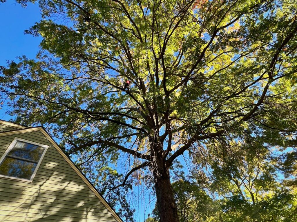 A certified arborist high in a tall tree.
