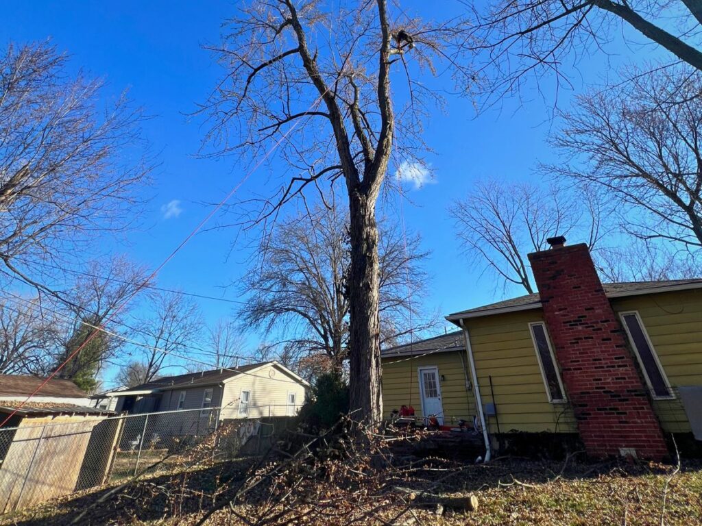 A man high up in a large tree carefully removing branches.