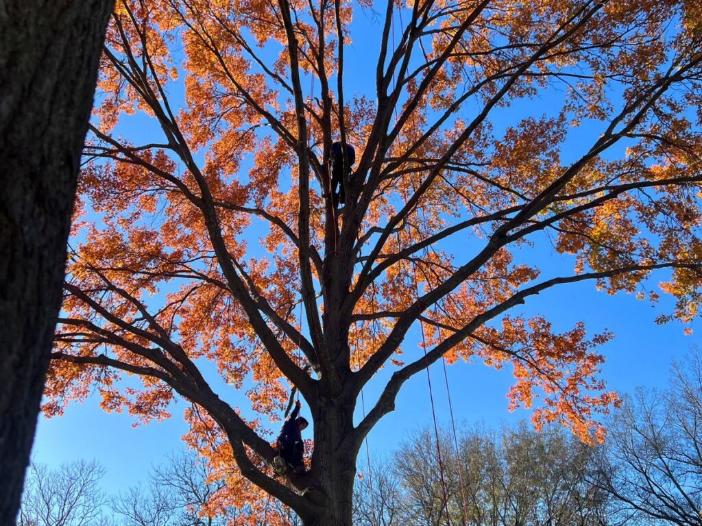 Two certified arborists high in a tree with orange leaves in the autumn.