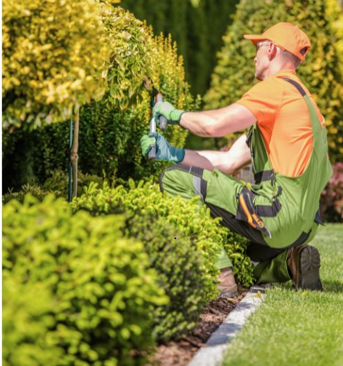 A man in an orange hat and orange shirt trims green bushes.