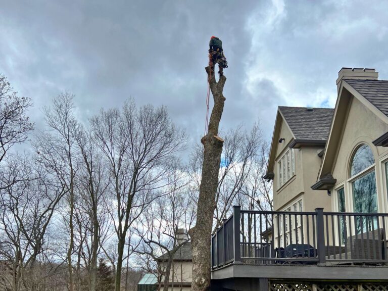 A man with a chainsaw standing on top of a tall tree being cut down.
